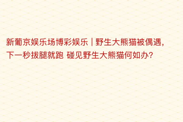 新葡京娱乐场博彩娱乐 | 野生大熊猫被偶遇，下一秒拔腿就跑 碰见野生大熊猫何如办？